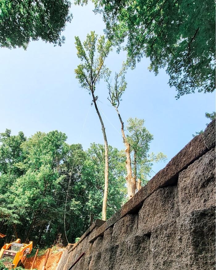 Images Top Tier Trees