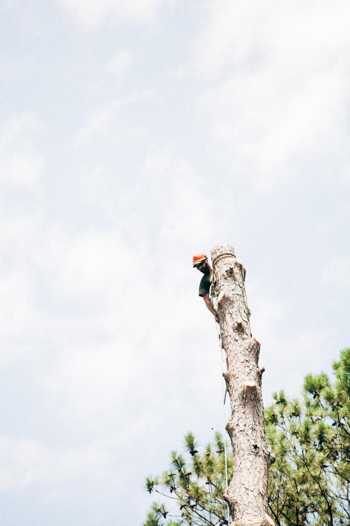 Images Top Tier Trees