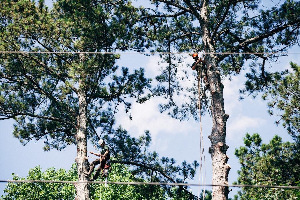 Images Top Tier Trees