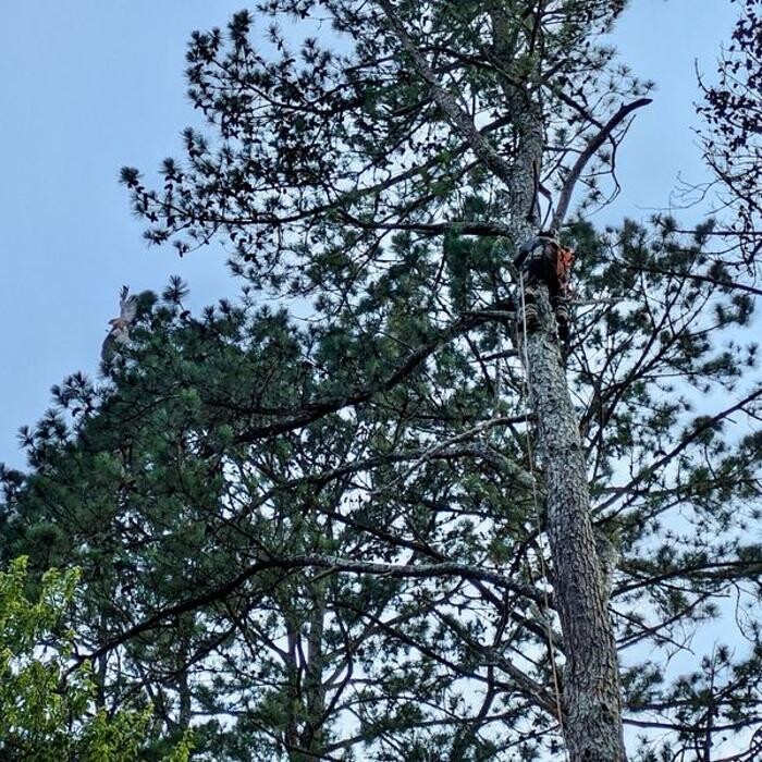 Images Top Tier Trees