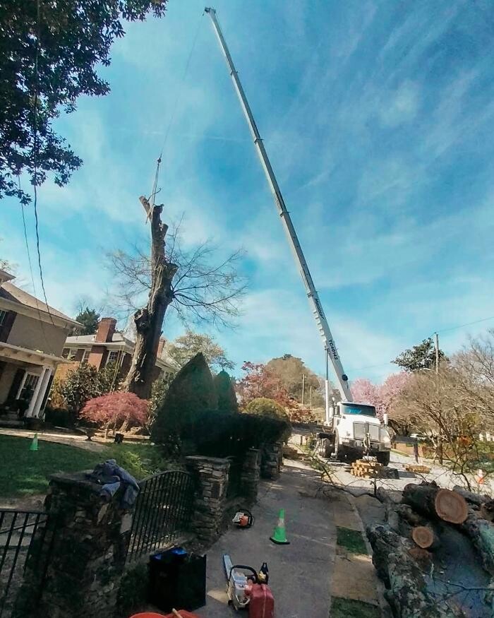 Images Top Tier Trees