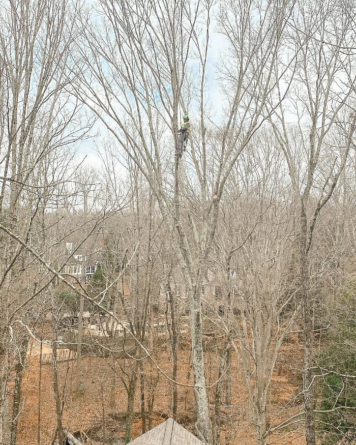 Images Top Tier Trees