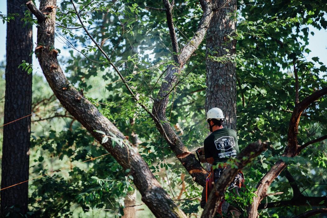 Images Top Tier Trees