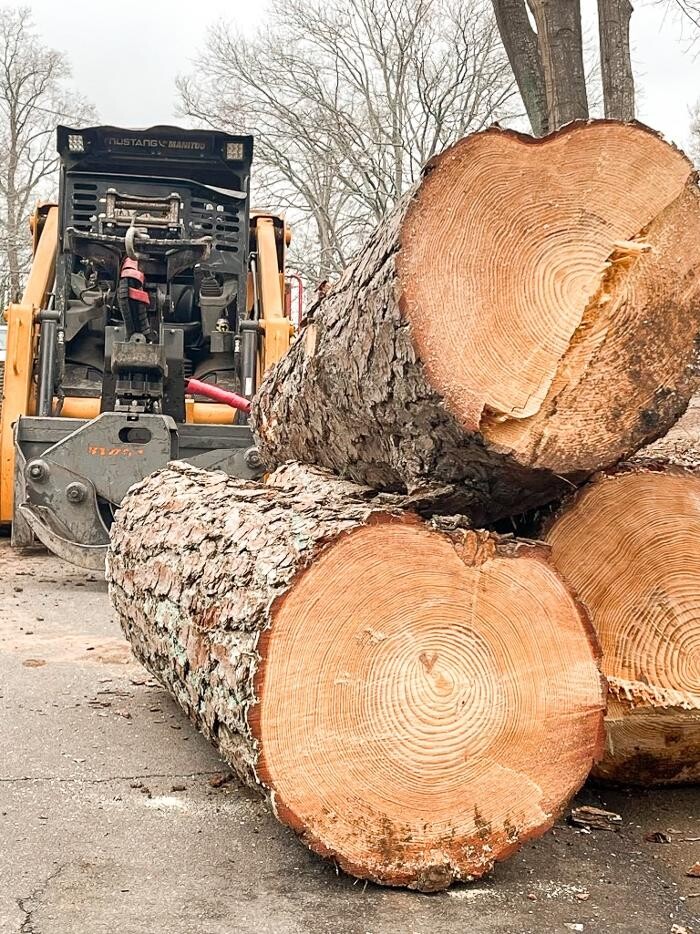 Images Top Tier Trees