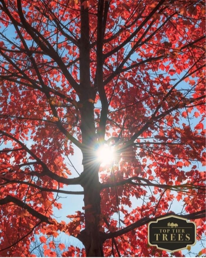 Images Top Tier Trees