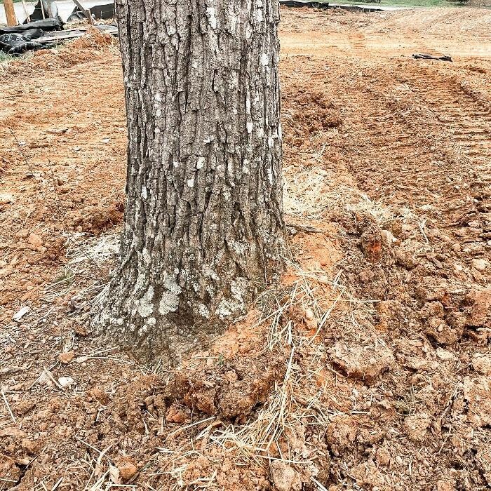 Images Top Tier Trees