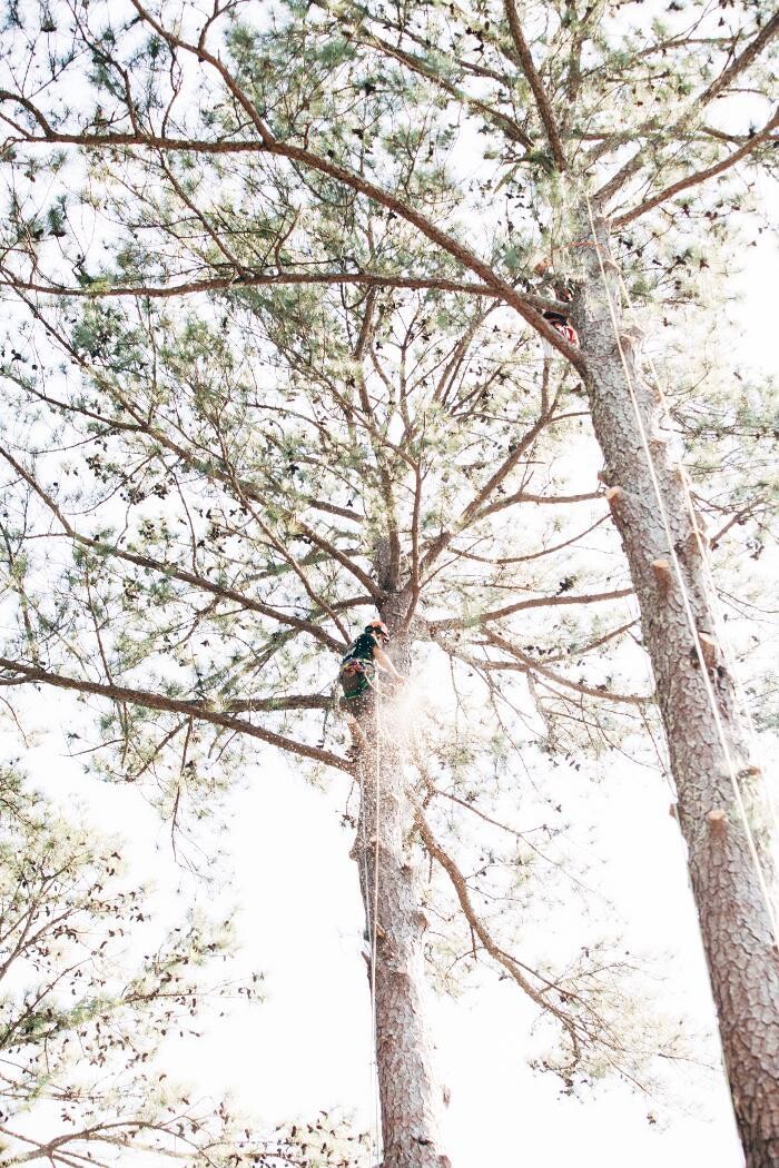 Images Top Tier Trees