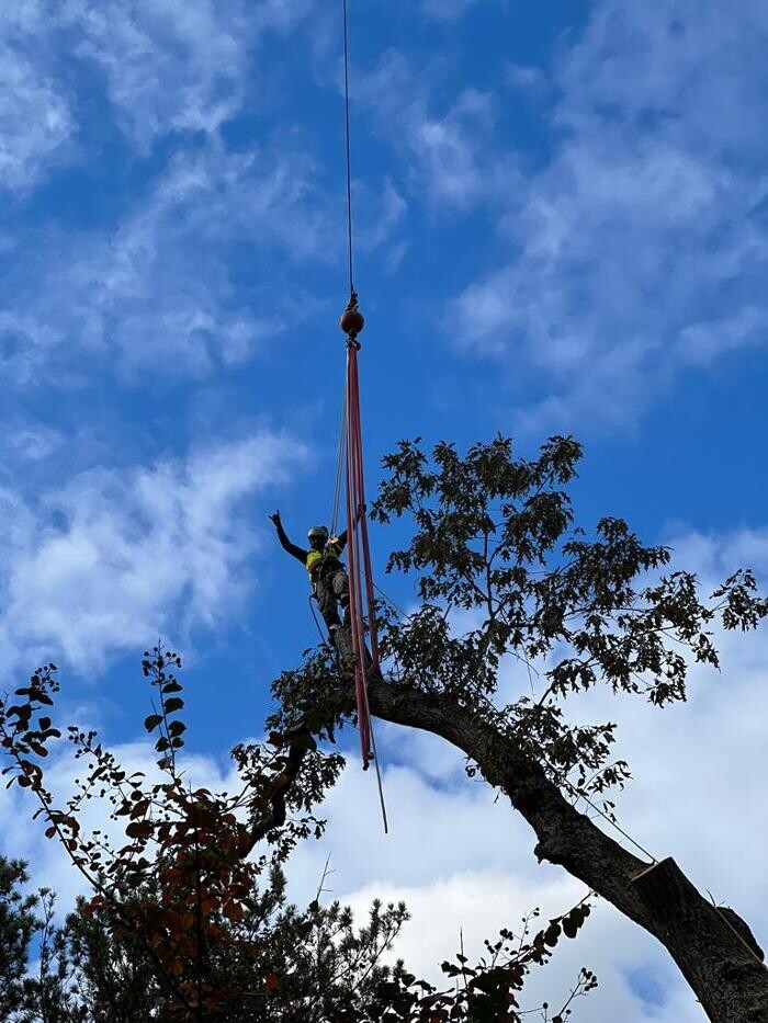 Images Top Tier Trees