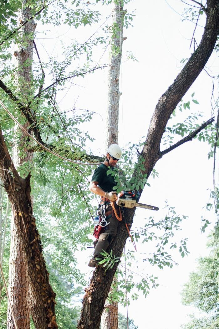 Images Top Tier Trees