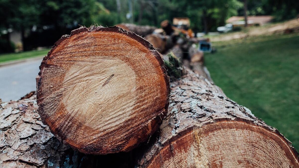 Images Top Tier Trees
