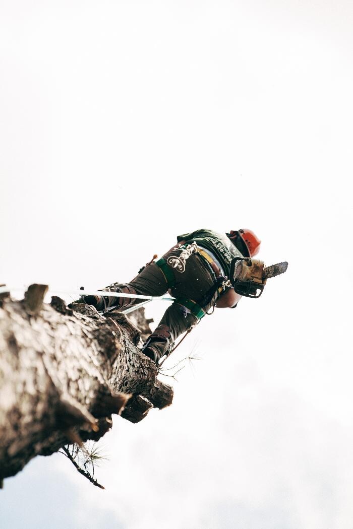 Images Top Tier Trees