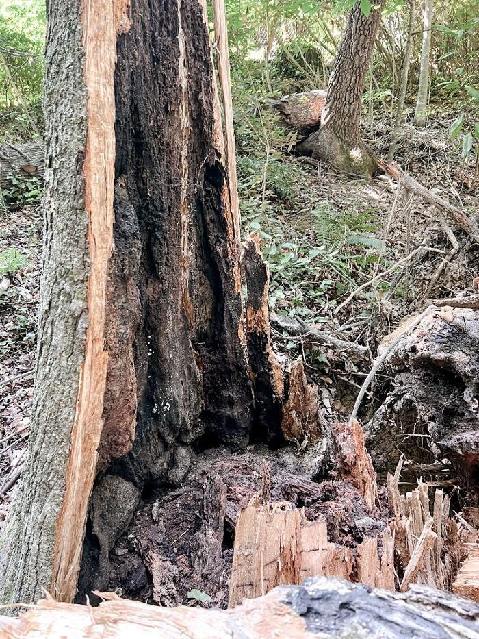 Images Top Tier Trees
