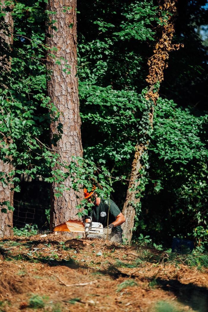 Images Top Tier Trees