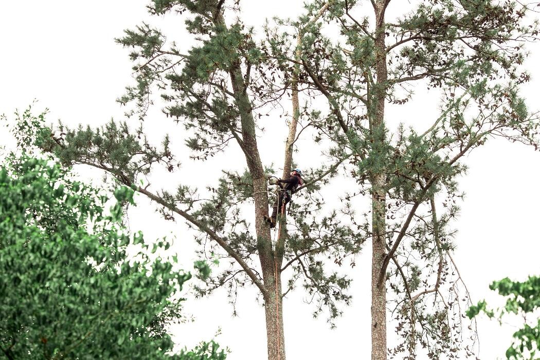 Images Top Tier Trees