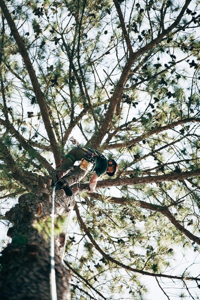 Images Top Tier Trees