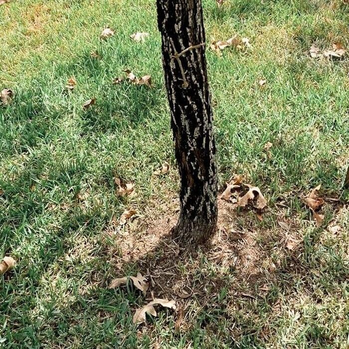 Images Top Tier Trees