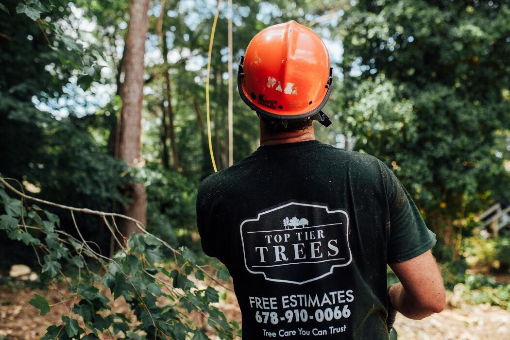 Images Top Tier Trees