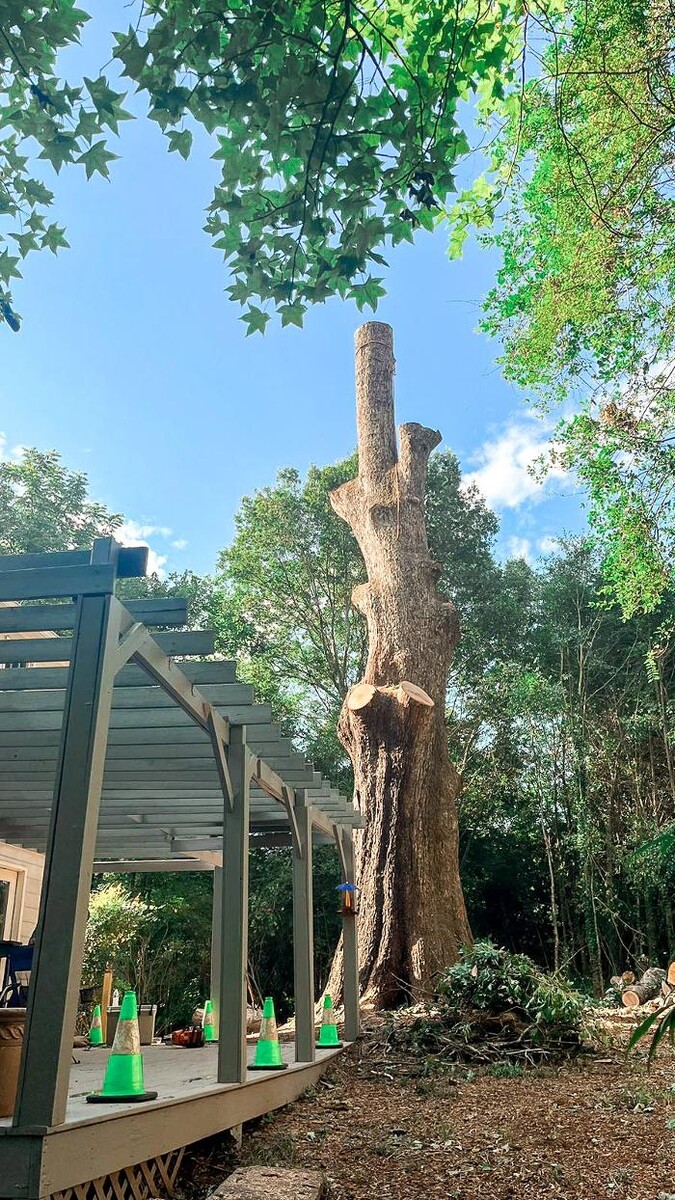 Images Top Tier Trees