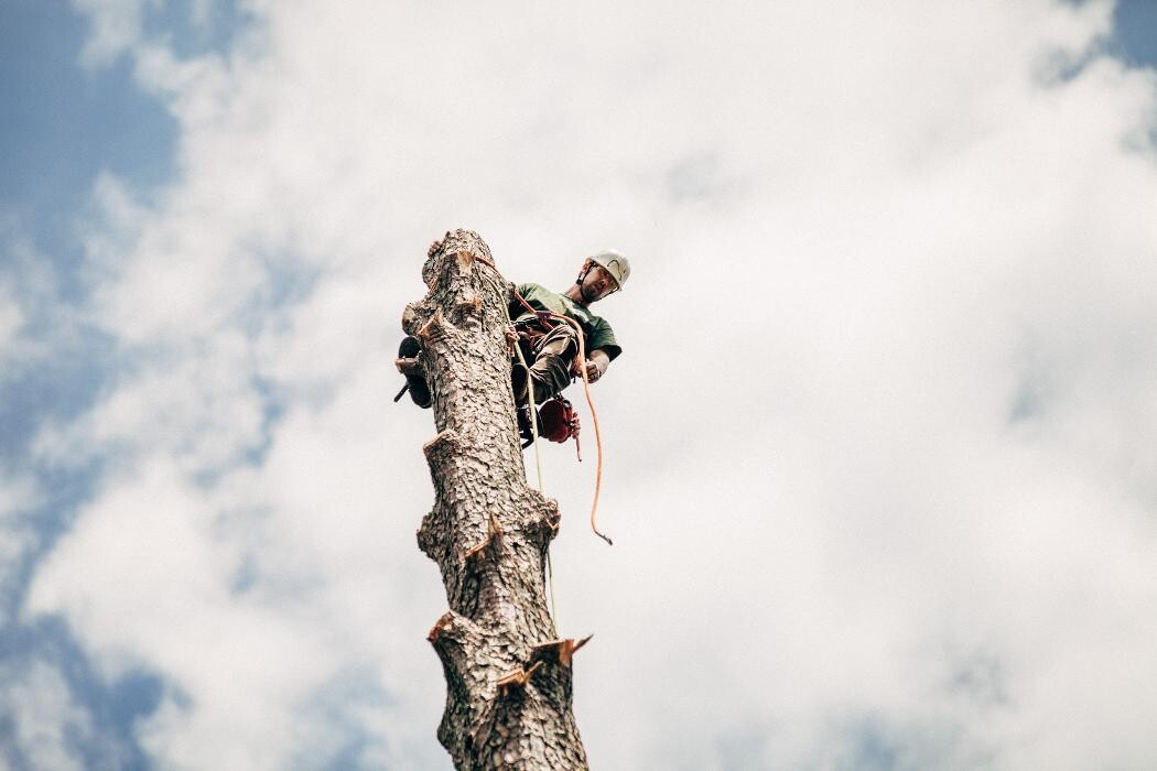 Images Top Tier Trees