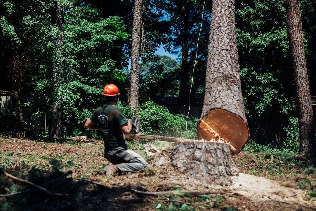 Images Top Tier Trees
