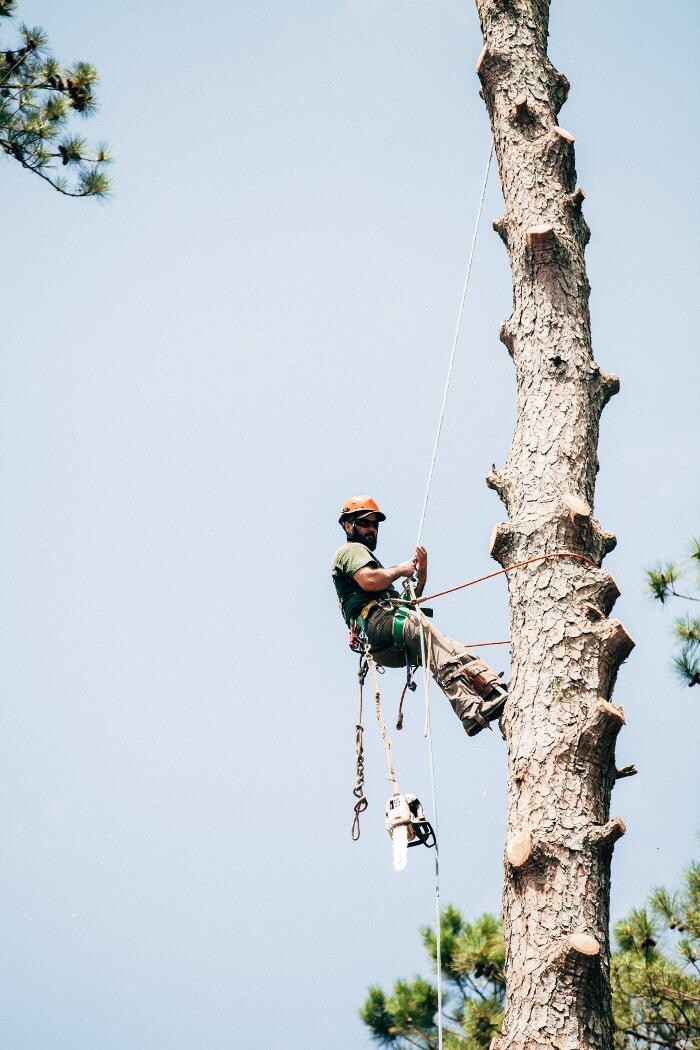 Images Top Tier Trees