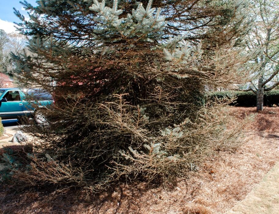 Images Top Tier Trees