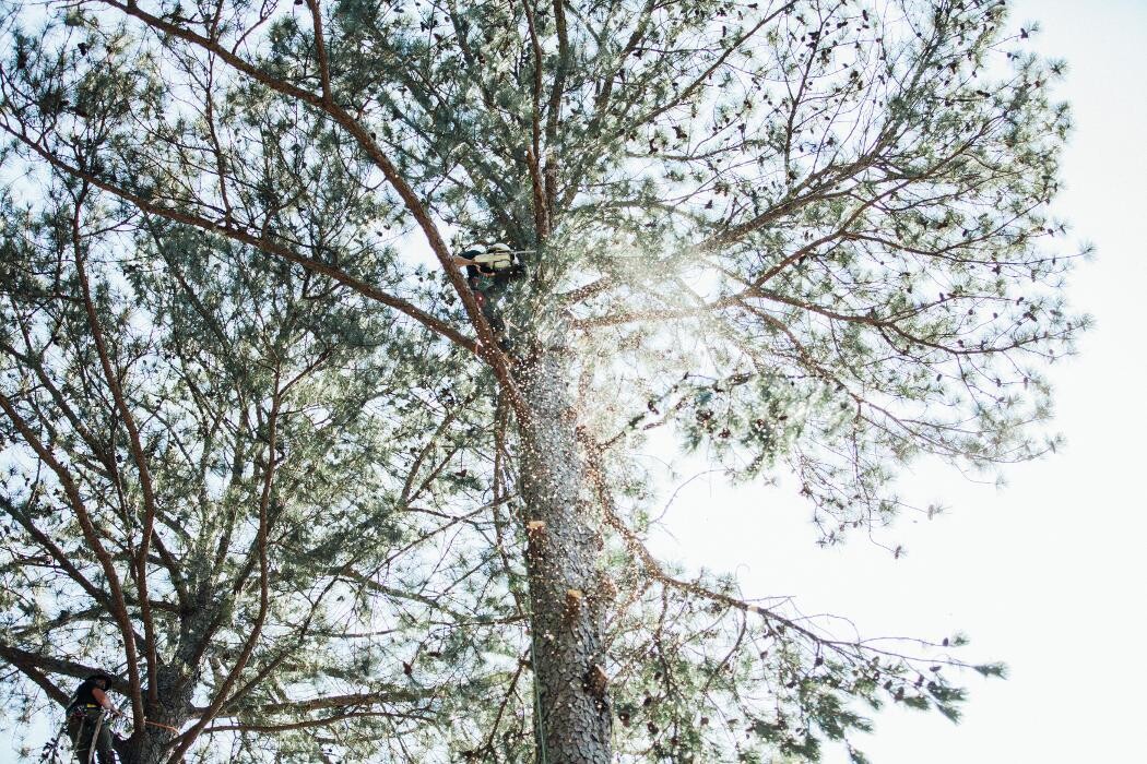 Images Top Tier Trees