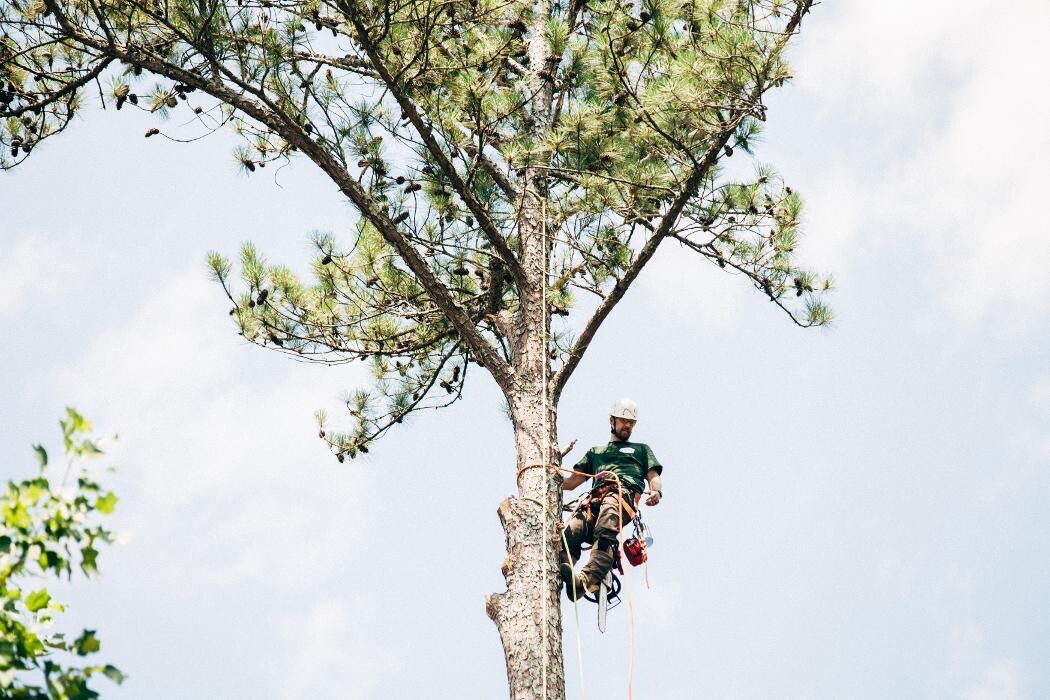 Images Top Tier Trees