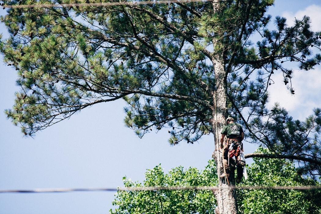 Images Top Tier Trees