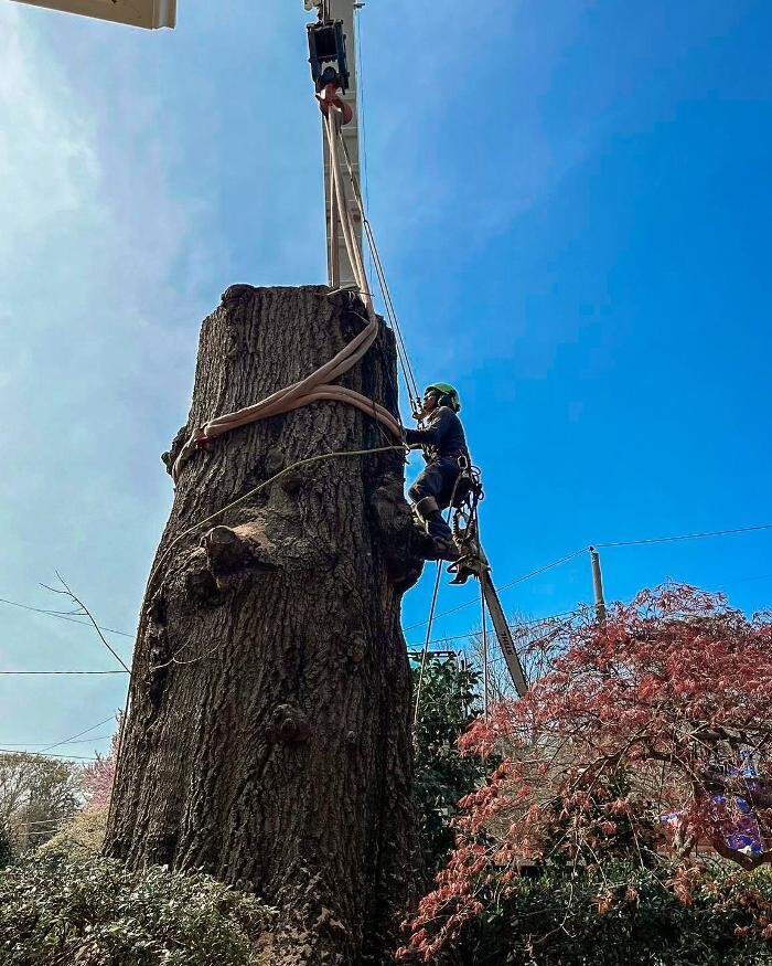 Images Top Tier Trees
