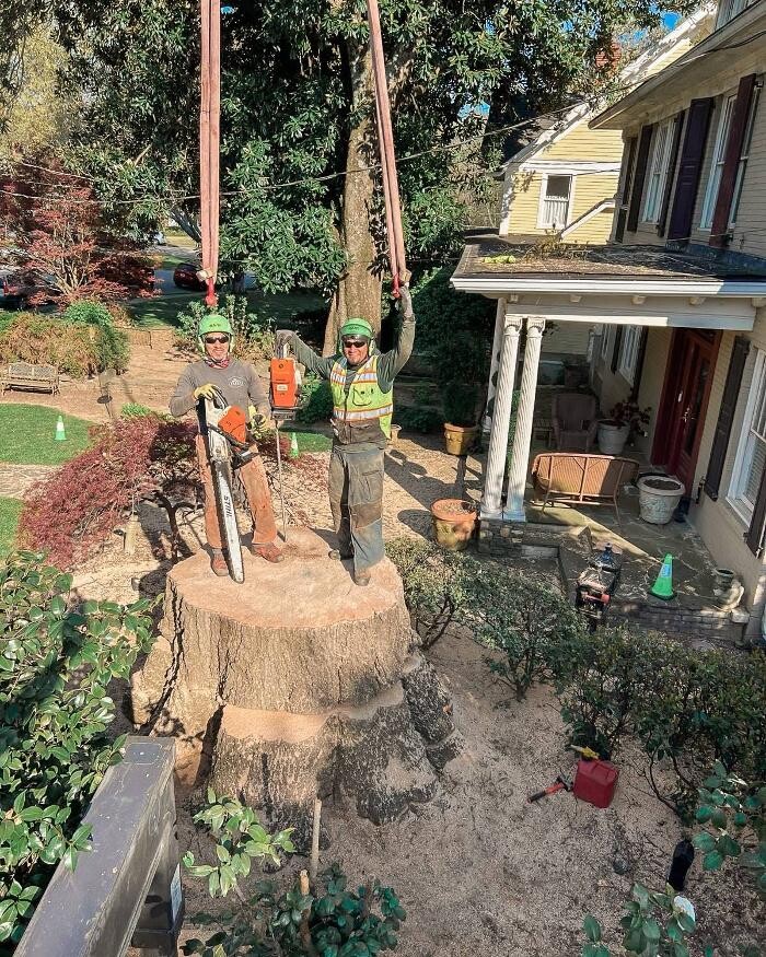 Images Top Tier Trees