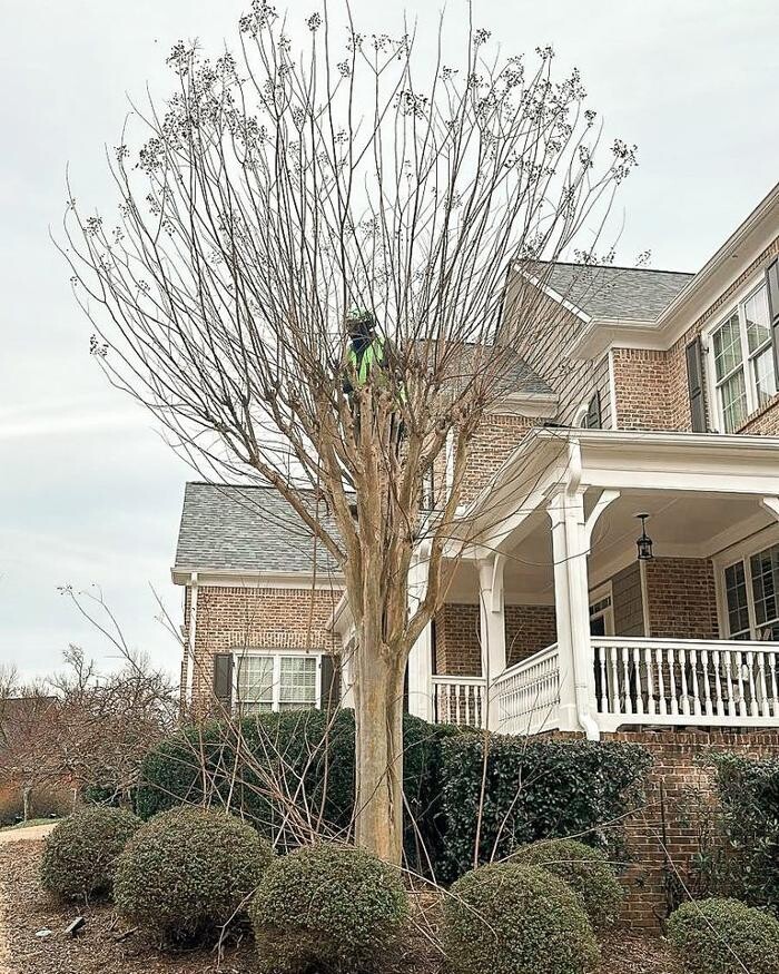 Images Top Tier Trees