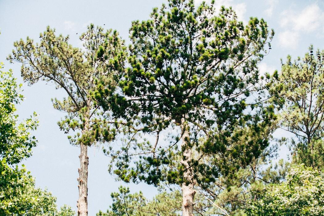 Images Top Tier Trees