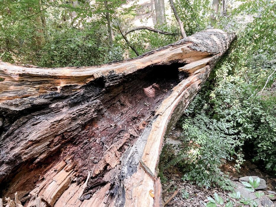 Images Top Tier Trees