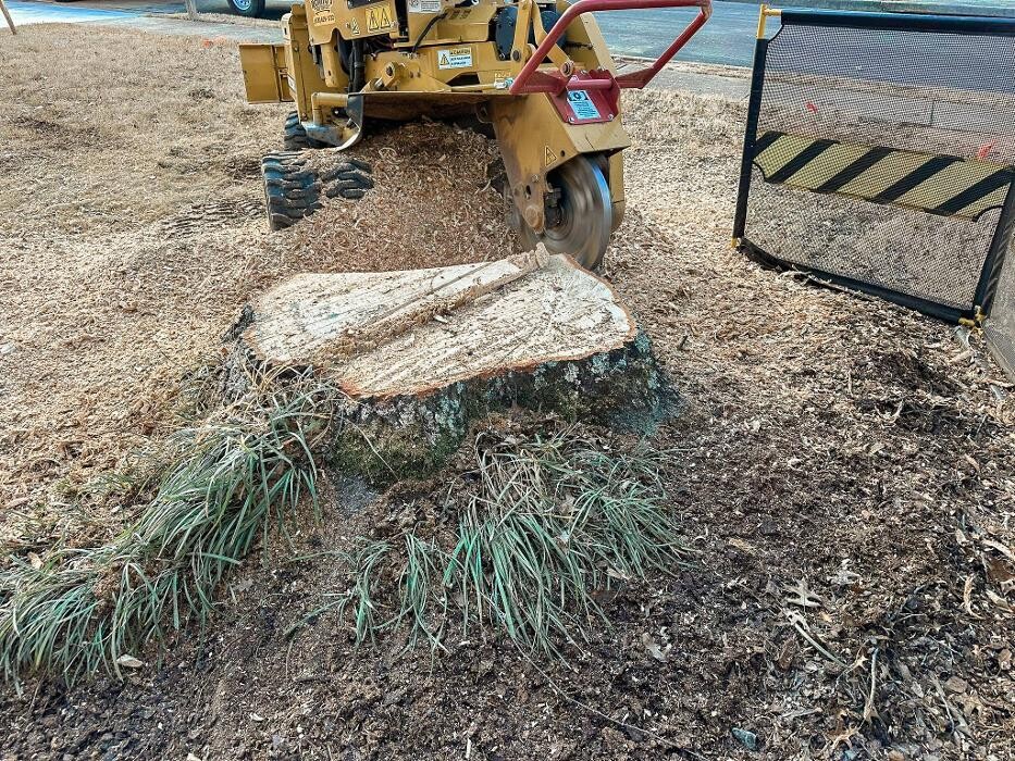 Images Top Tier Trees