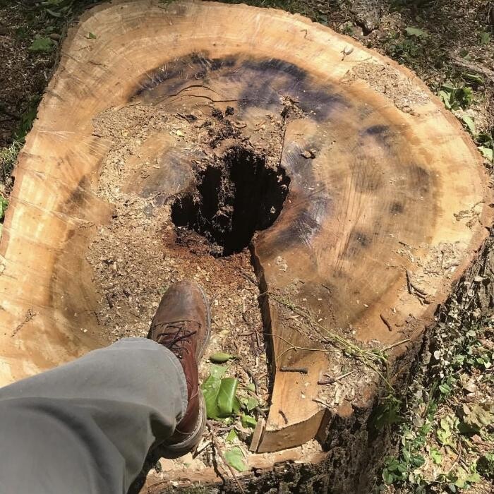 Images Top Tier Trees