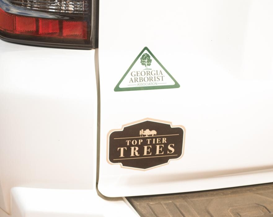 Images Top Tier Trees