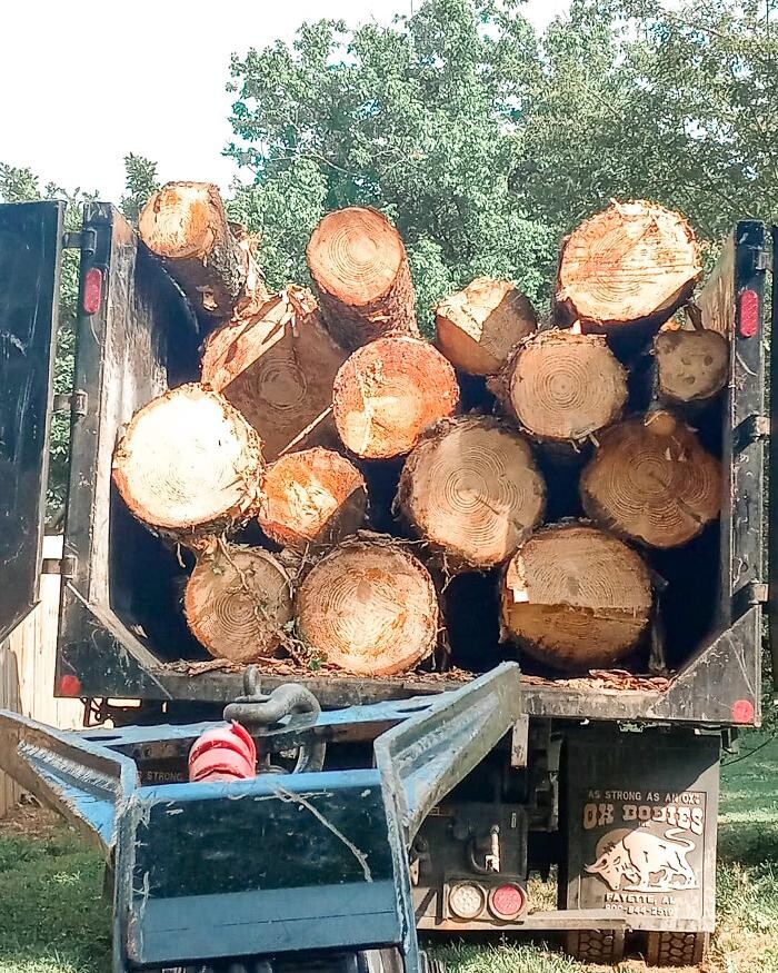 Images Top Tier Trees