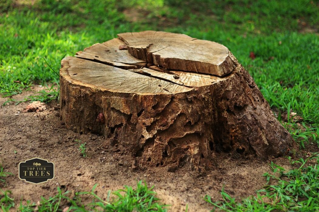 Images Top Tier Trees