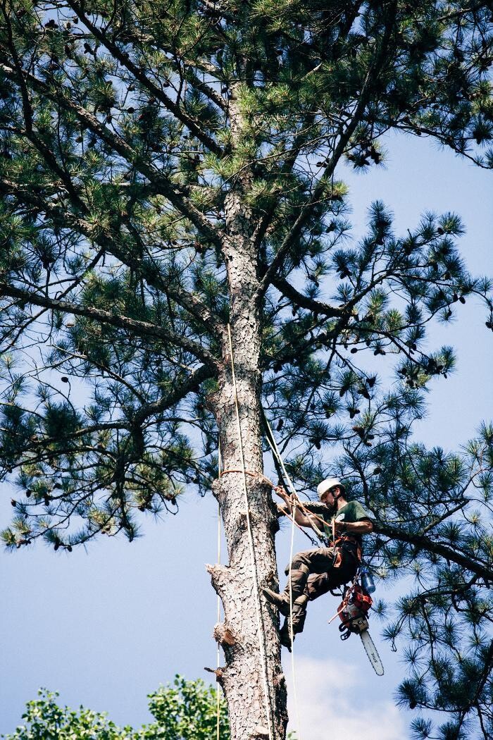 Images Top Tier Trees