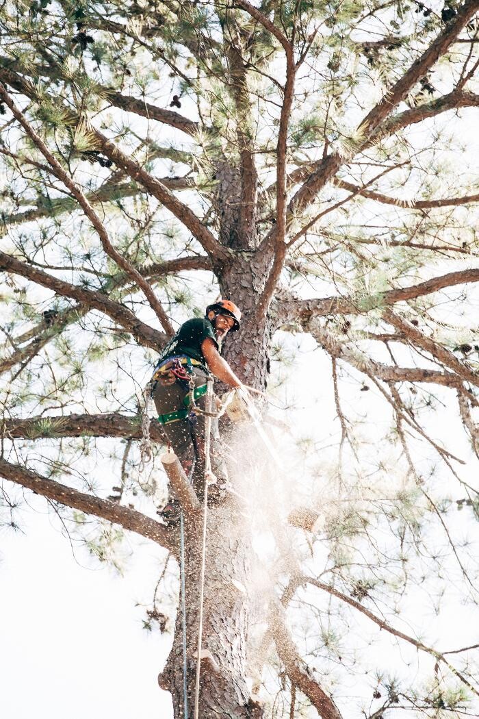 Images Top Tier Trees