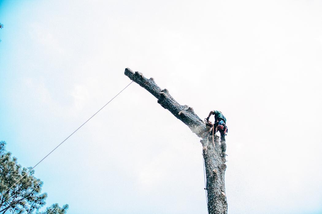 Images Top Tier Trees