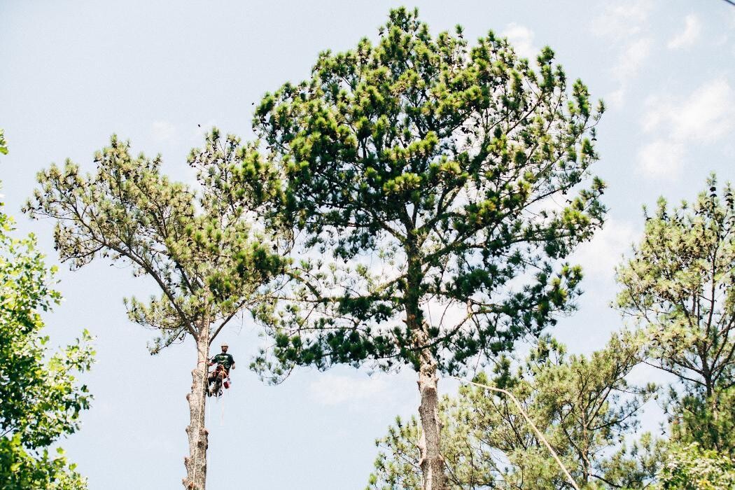 Images Top Tier Trees