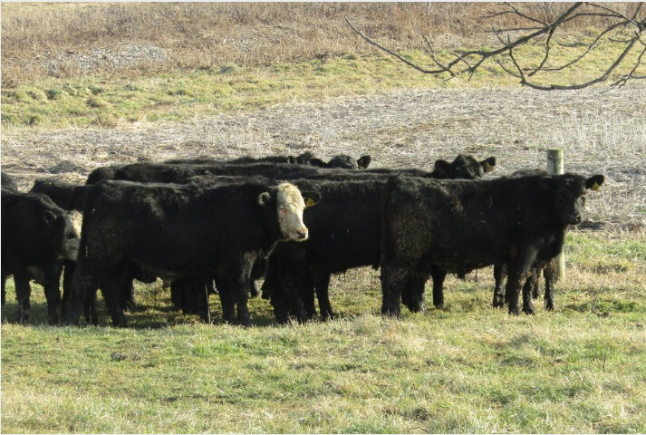 Images Shale Spring Meats