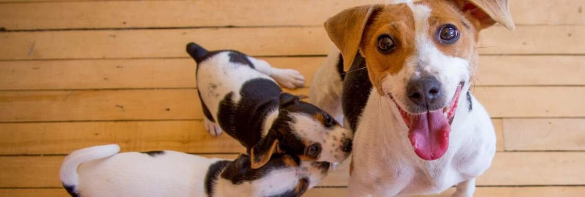 Images Check In Veterinary