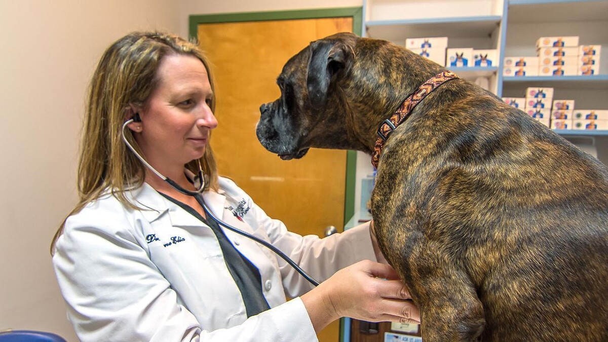 Images The Animal Hospital of Roxbury