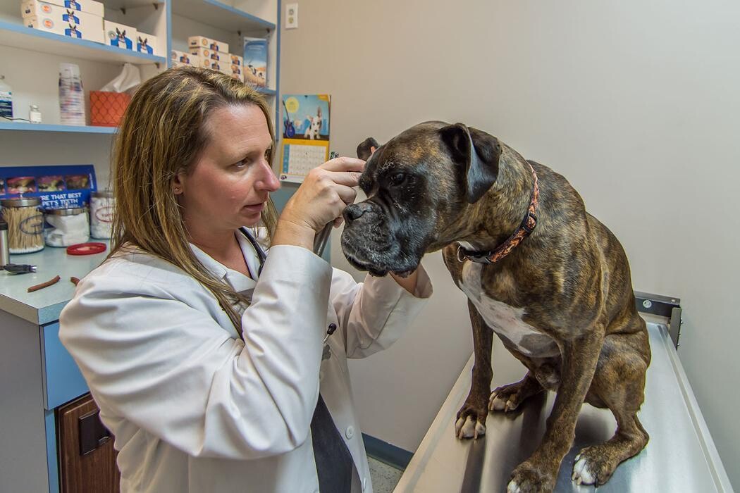 Images The Animal Hospital of Roxbury