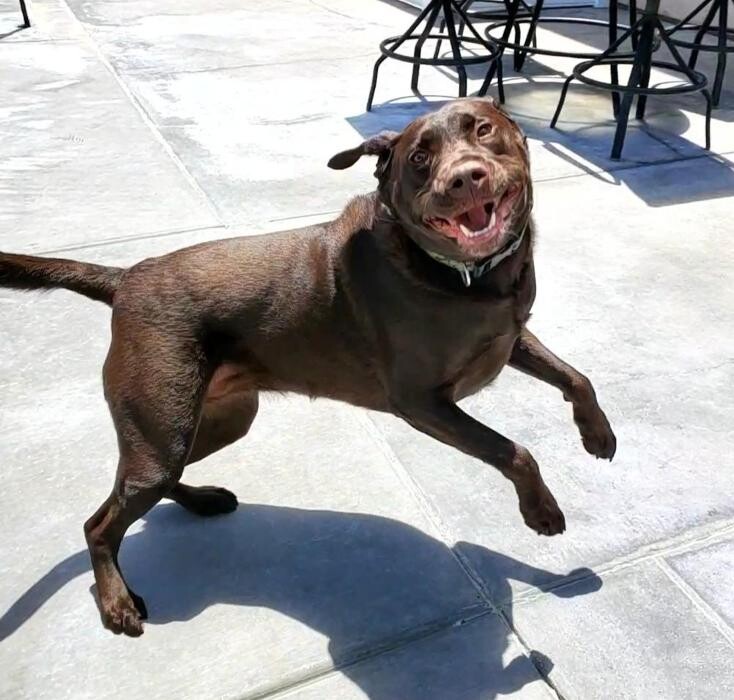 Images CJs Pet Staycation