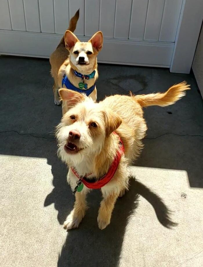 Images CJs Pet Staycation