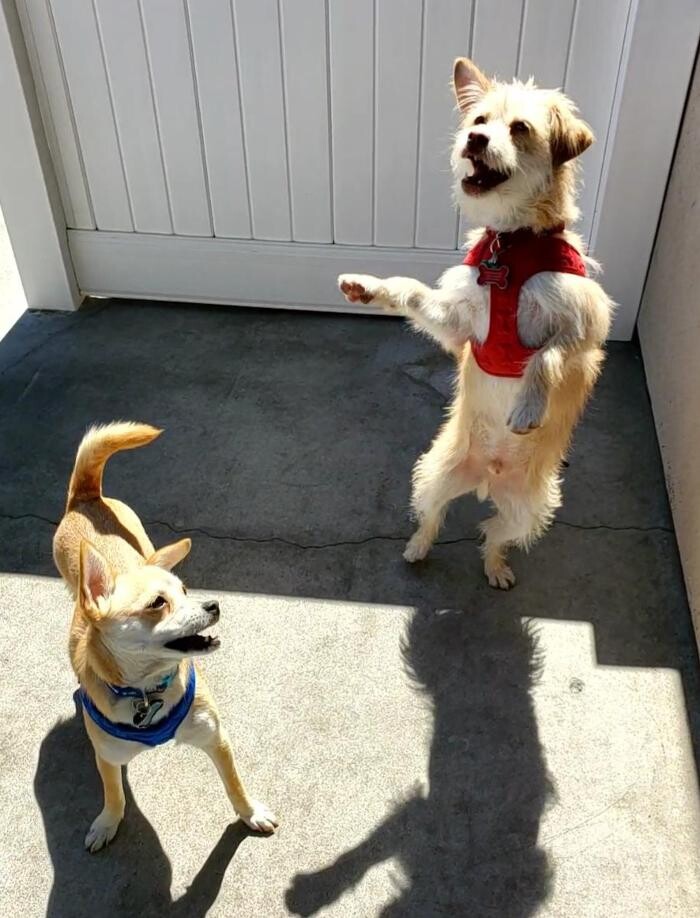 Images CJs Pet Staycation